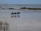  chevaux sur la plage
